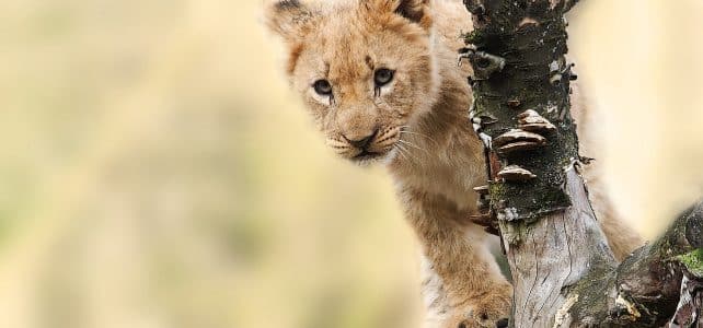 Quelle est la meilleure période pour un safari en Tanzanie ?